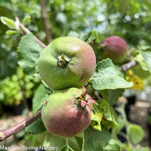 Liberty Apple | Malus 'Liberty'