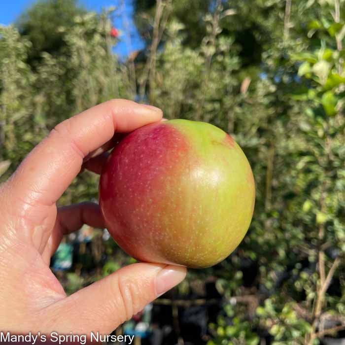 McIntosh Apple | Malus