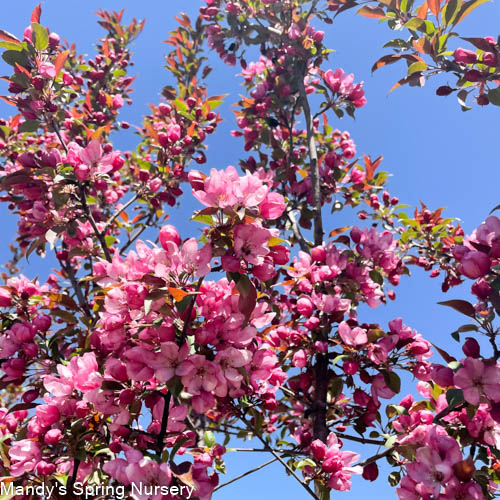 Pink Spires Crabapple | Malus 'Pink Spires'