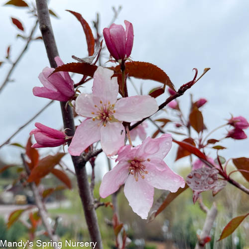 Pink Spires Crabapple | Malus 'Pink Spires'