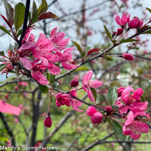 Bare Root - Prairifire Crabapple | Malus sp. 'Prairifire'