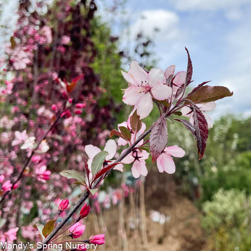 Royal Raindrops Crabapple | Malus transitoria 'JFS-KW5'