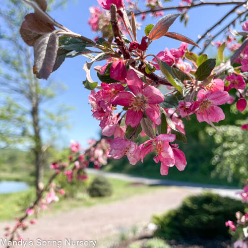 Bare Root- Weeping Ruby Tears Crabapple | Malus 'Ruby Tears'