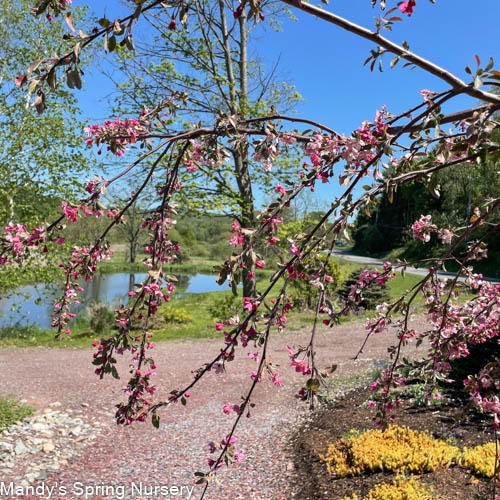 Weeping Ruby Tears Crabapple | Malus 'Bailears'