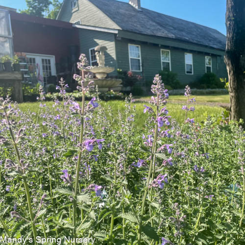 Walker's Low Catmint | Nepeta 'Walker's Low'