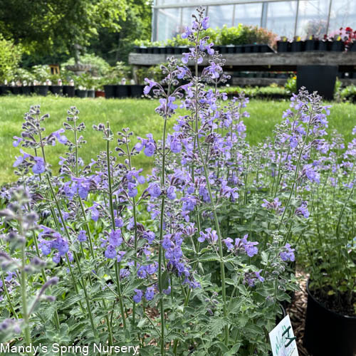 Walker's Low Catmint | Nepeta 'Walker's Low'