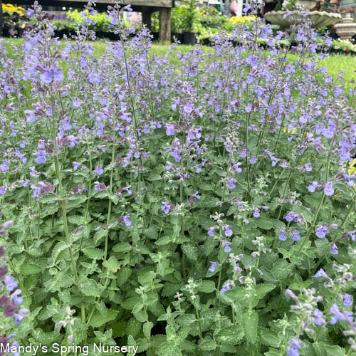 Walker's Low Catmint | Nepeta 'Walker's Low'