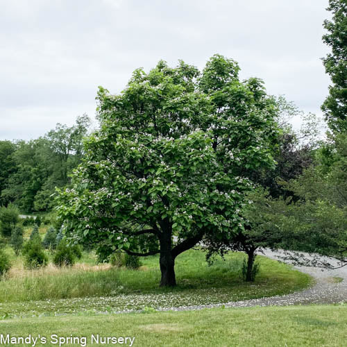 Bare Root Northern Catalpa | Catalpa speciosa