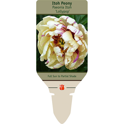 Lollypop Itoh Peony | Paeonia