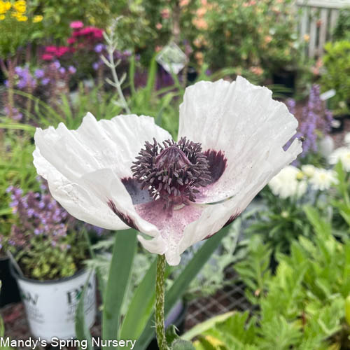 'Royal Wedding' Oriental Poppy | Papavar orientalis