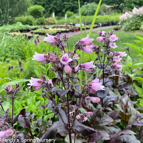 Dakota Burgundy Bearded Tongue |  Penstemon digitalis