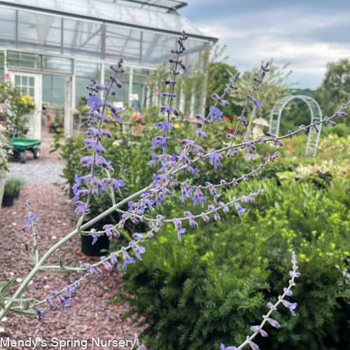 Little Spire Russian Sage | Perovskia atriplicifolia