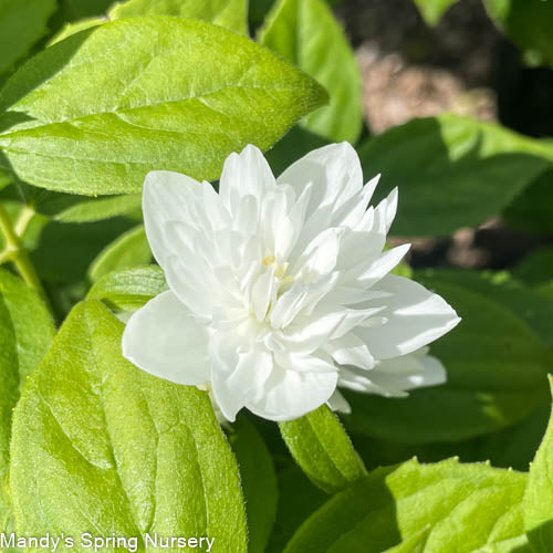 Miniature Snowflake Mockorange | Philadelphus x virginalis