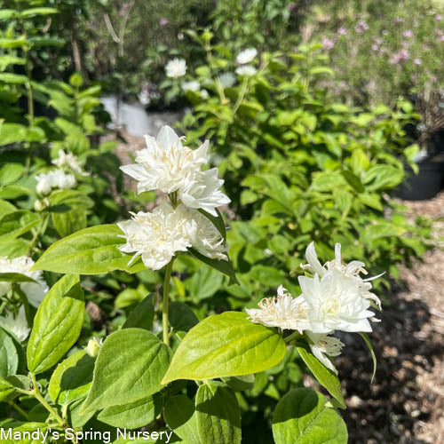 Miniature Snowflake Mockorange | Philadelphus x virginalis