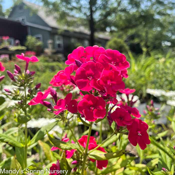 Red Flame Phlox | Phlox paniculata 'Red Flame'