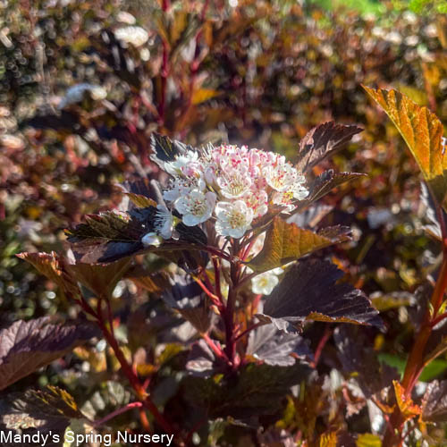 Summer Wine® Ninebark | Physocarpus opu.