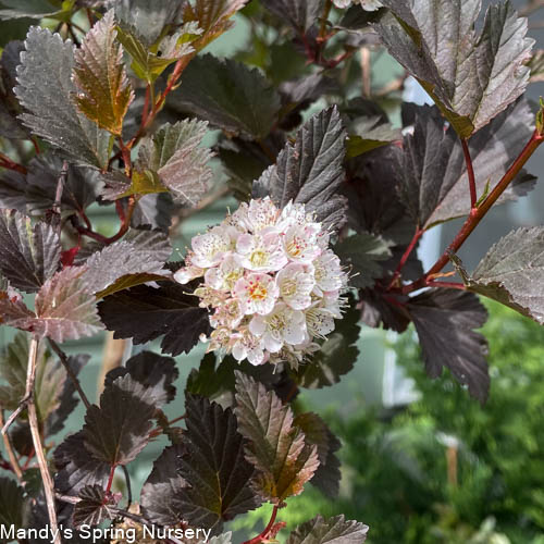 Summer Wine Ninebark Tree | Physocarpus opulifolius 'Seward'