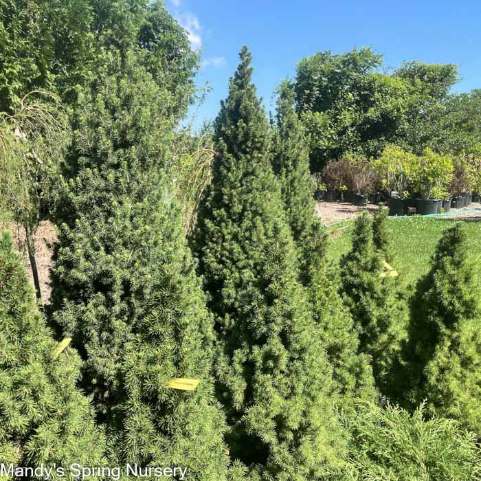 Dwarf Alberta Spruce | Picea glauca 'Conica'