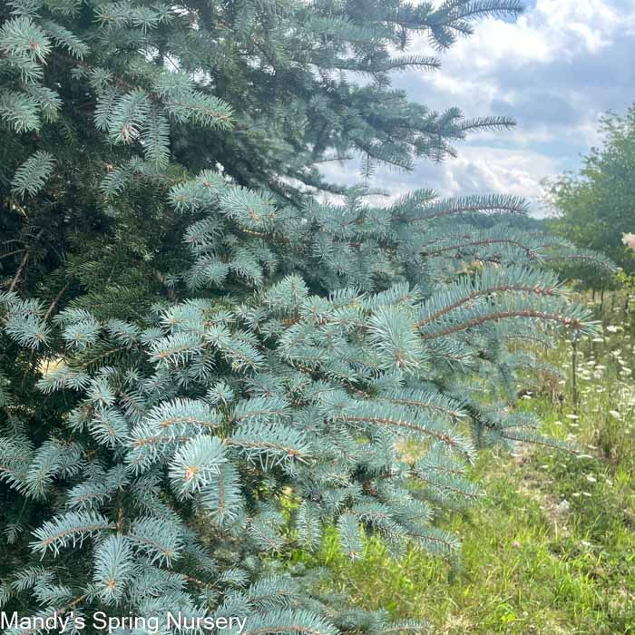 Colorado Blue Spruce | Picea pungens