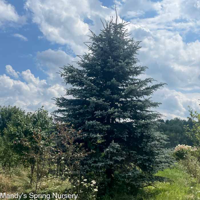 Colorado Blue Spruce | Picea pungens