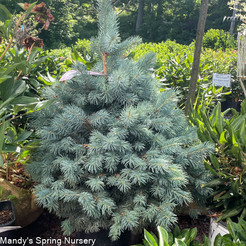 Baby Blue Spruce | Picea pungens 'Baby Blue'