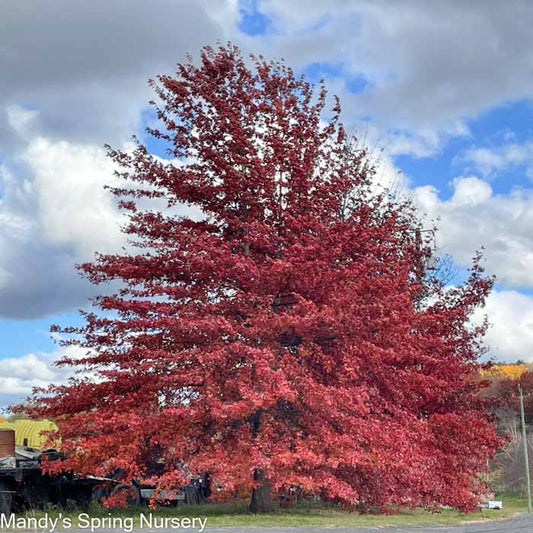 Northern Pin Oak | Quercus ellipsoidalis