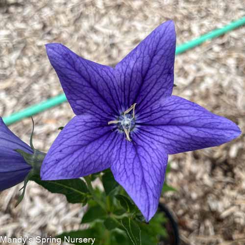 Sentimental Blue Balloon Flower | Platycodon grandiflorus