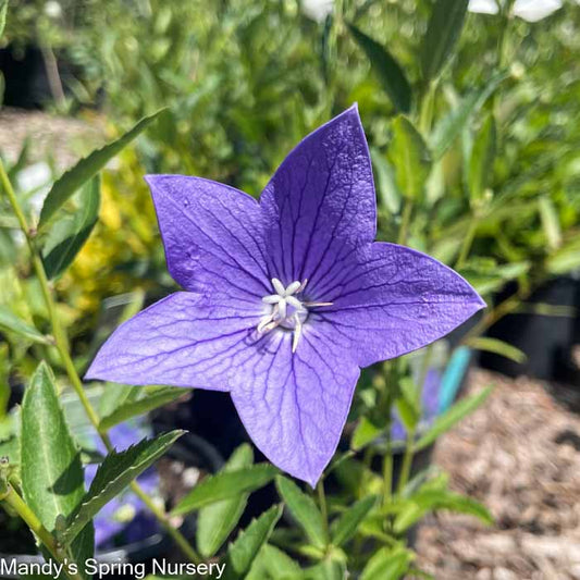 Sentimental Blue Balloon Flower | Platycodon grandiflorus