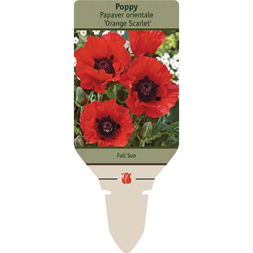 Orange Scarlet Poppy | Papaver orientale