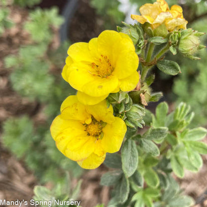 Citrus Tart Potentilla | Potentilla fruticosa
