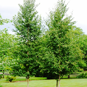 Renaissance Reflection Paper Birch | Betula papyrifera 'Renci'