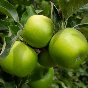 Granny Smith Apple | Malus 'Granny Smith'