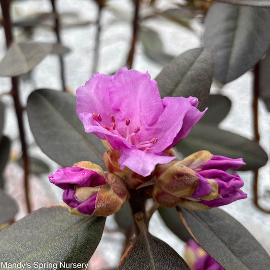 'PJM Elite' Rhododendron