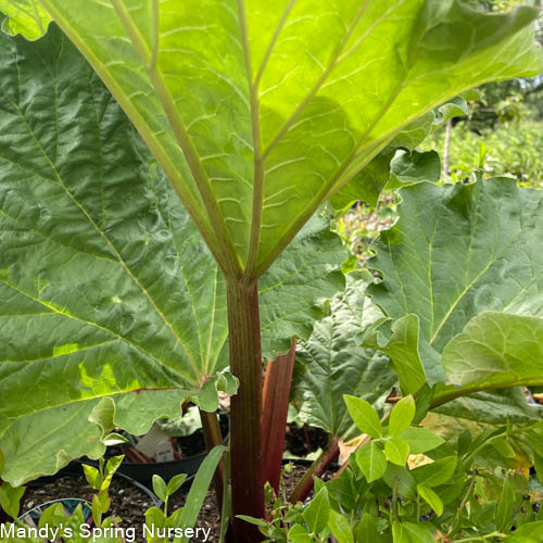 Chipman's Canada Red Rhubarb | Rheum