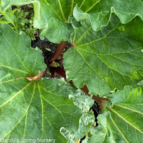 Chipman's Canada Red Rhubarb | Rheum