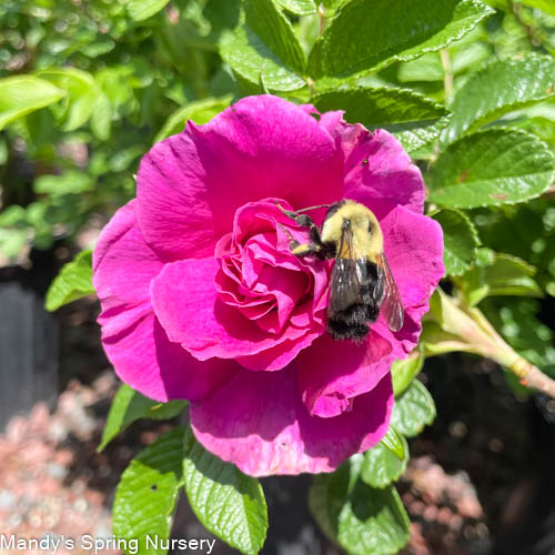 Rugosa Rose | Rosa rugosa