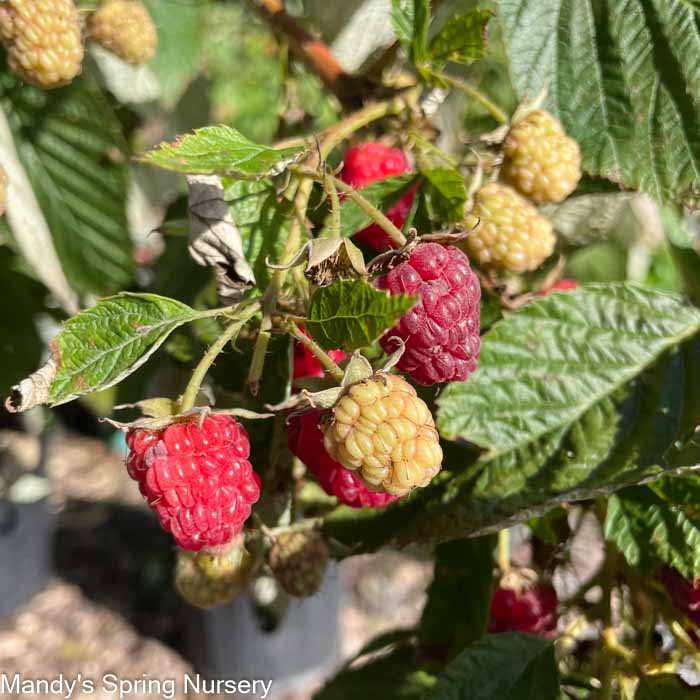 Caroline Raspberry | Rubus