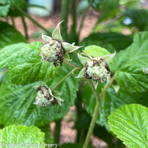 Meeker Red Raspberry | Rubus