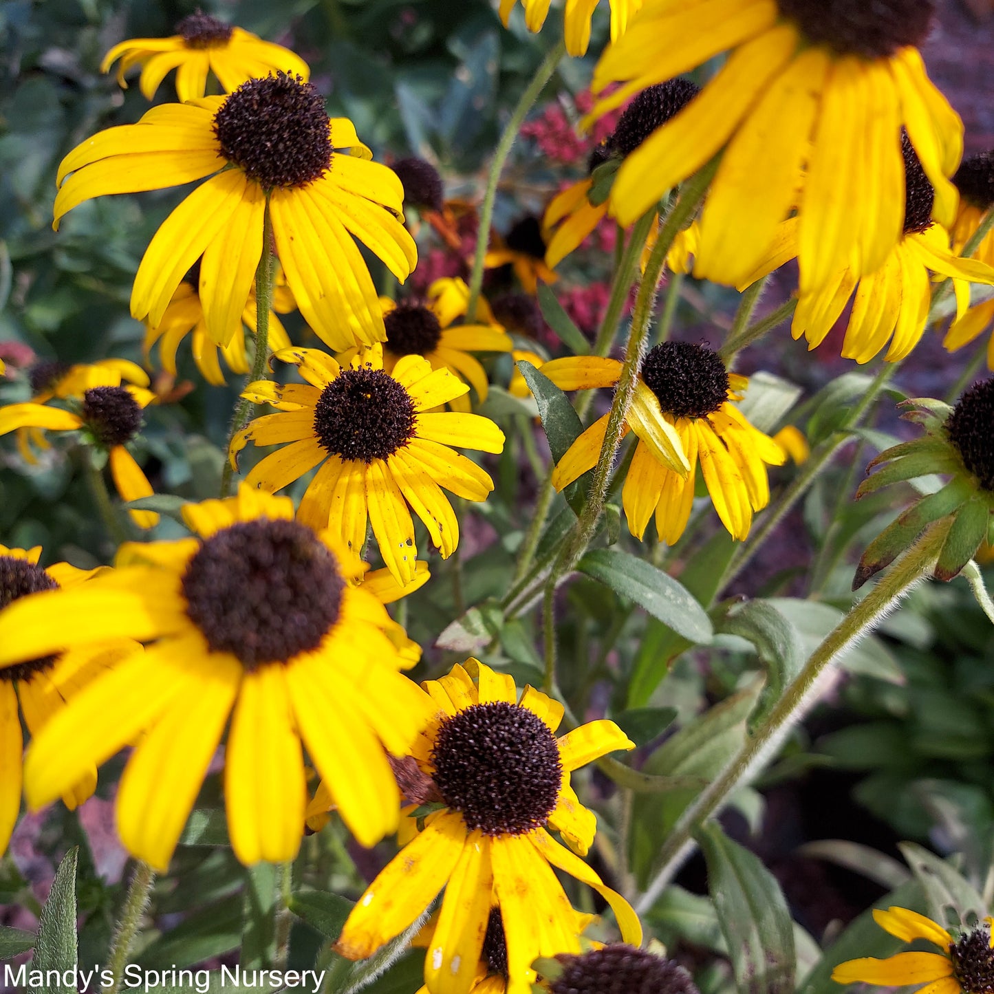 Goldsturm Black-Eyed Susan | Rudbeckia fulgida