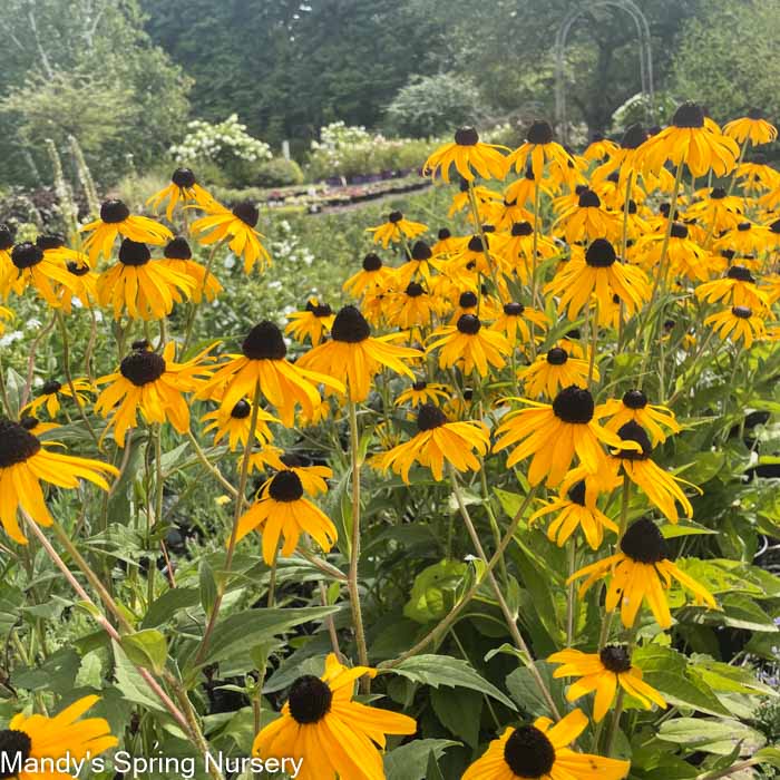 Goldsturm Black-Eyed Susan | Rudbeckia fulgida