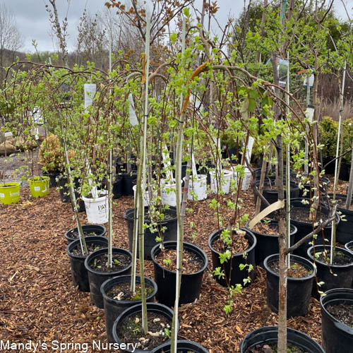 Weeping Pussy Willow | Salix caprea 'Pendula'