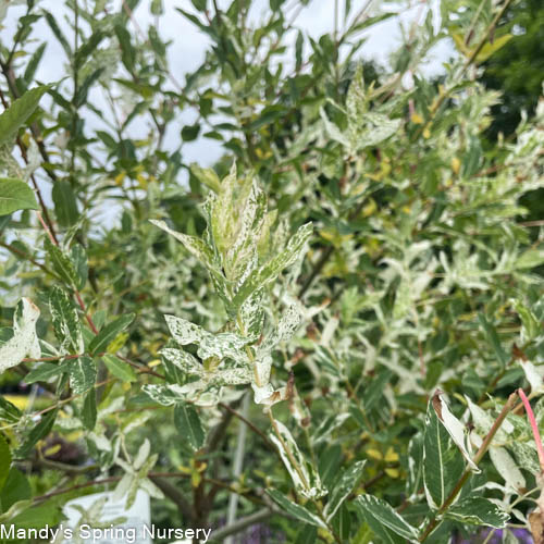 Hakuro Nishiki Willow Tree-Form | Salix integra 'Hakuro Nishiki'