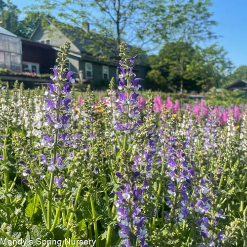 Azure Snow Garden Sage | Perennial Salvia