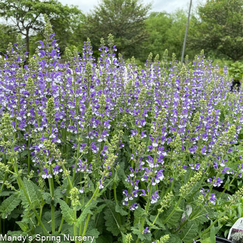 Azure Snow Garden Sage | Perennial Salvia