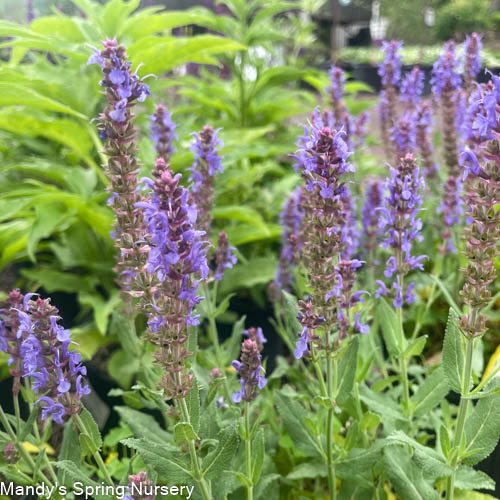 Caradonna Salvia | Salvia nemorosa