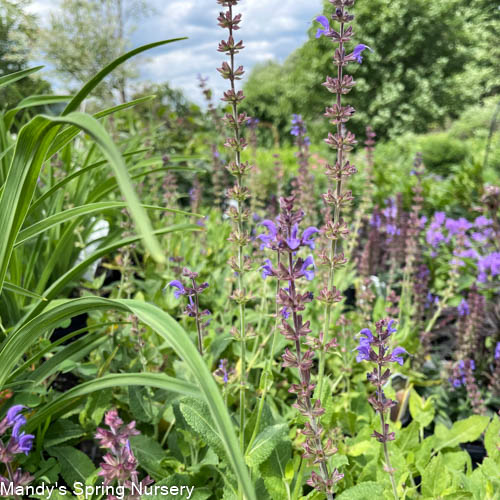 May Night Salvia | Salvia nemorosa