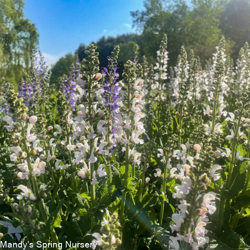 Snow Kiss Garden Sage | Perennial Salvia