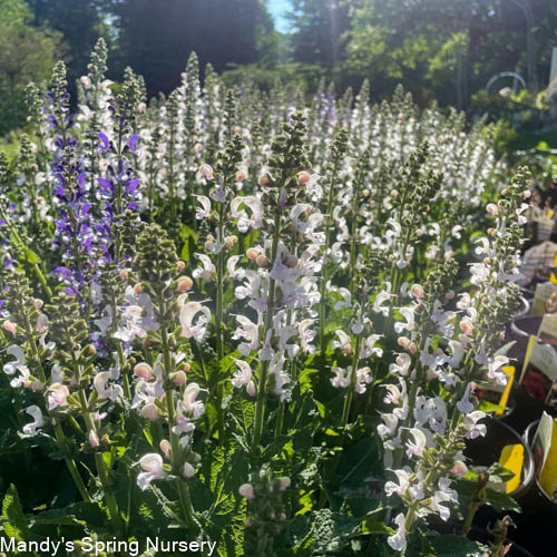 Snow Kiss Garden Sage | Perennial Salvia