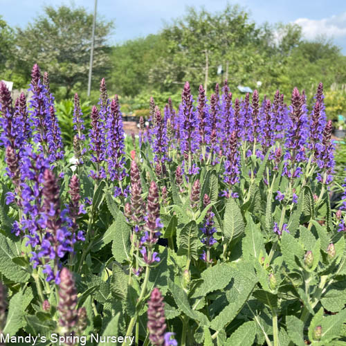 Violet Riot Garden Sage | Salvia nemerosa