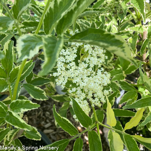 Instant Karma Elderberry | Sambucus nigra